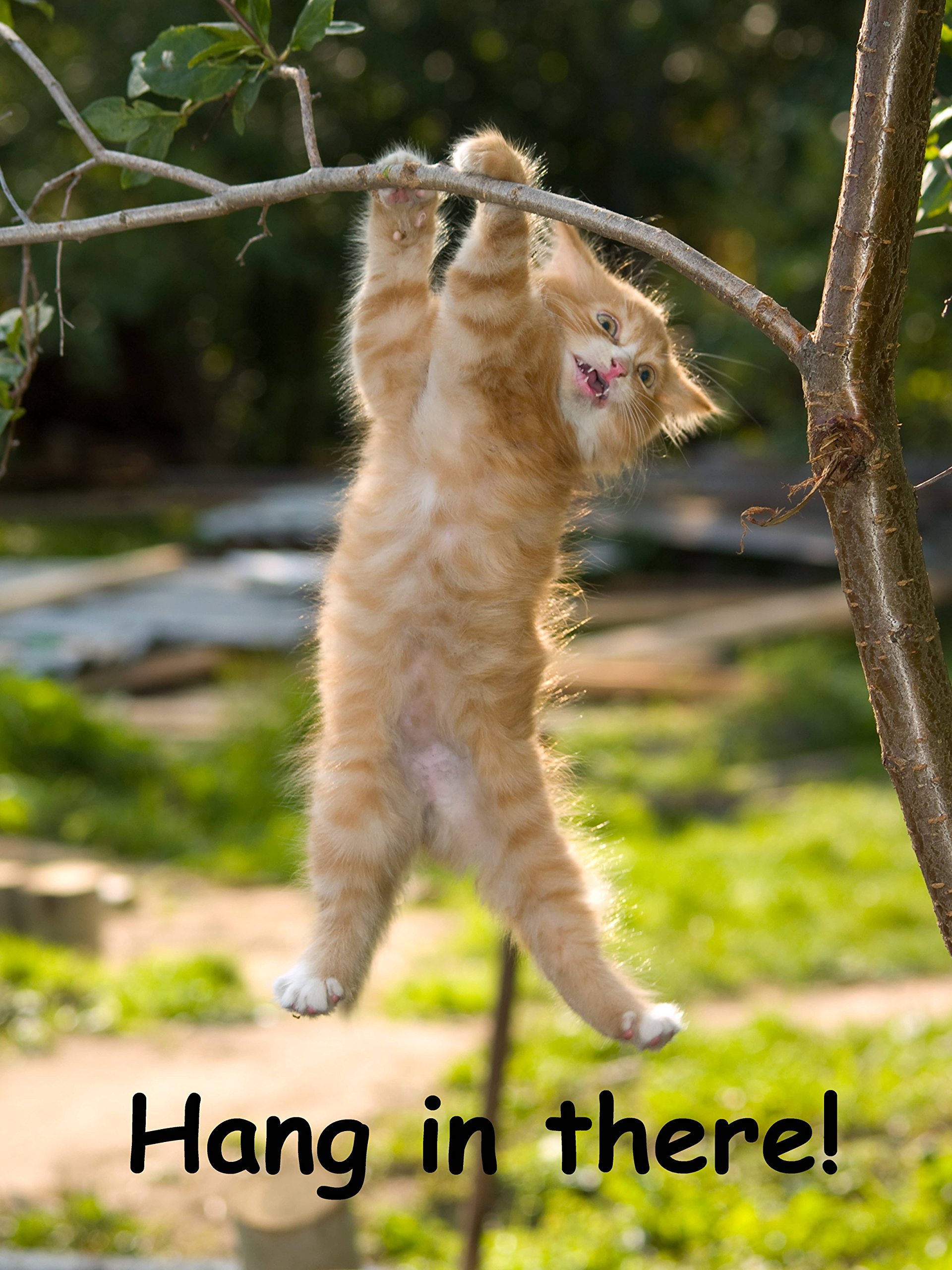 Cat hanging around